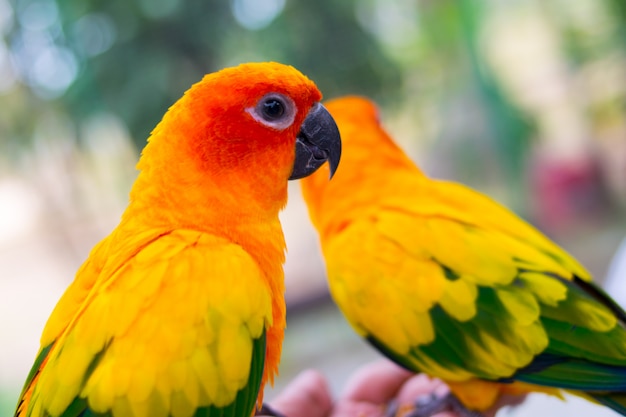 Foto bellissimo pappagallo, sun conure sul ramo di un albero.