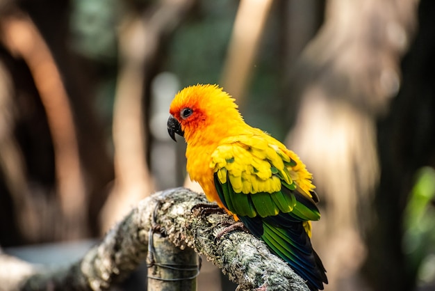 Beautiful parrot, Sun Conure on tree branch