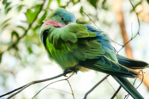 Beautiful Parrot  in Sydney Australia