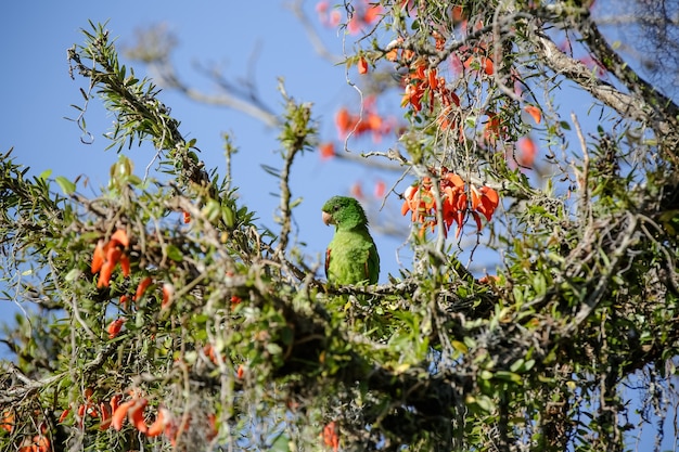 ブラジルの冬に餌をやる木の美しいオウム