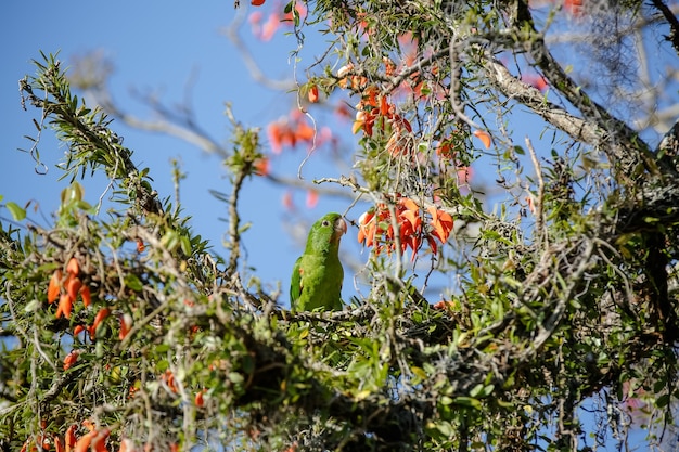 Beautiful parrot in the tree feeding in the winter in Brazil