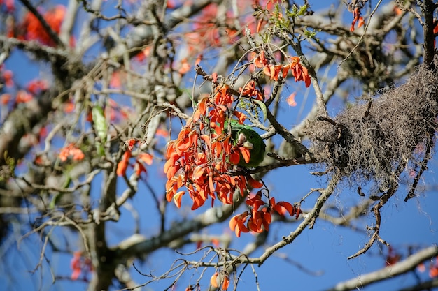 Beautiful parrot in the tree feeding in the winter in Brazil