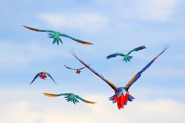 Beautiful parrots flying in the sky Free flying bird