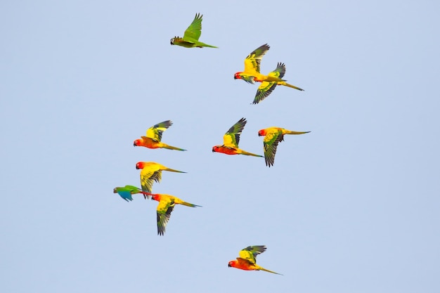 Beautiful parrots flying in the sky.