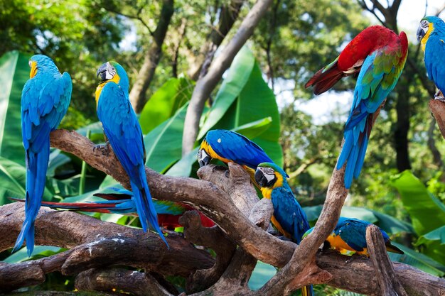 Beautiful parrots