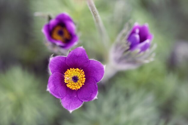 美しいオキナグサの花の上面図