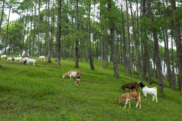 Beautiful pasture land for grazing cattles