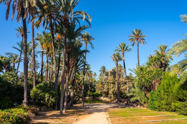 Beautiful path in the El Palmeral park in the city of Alicante