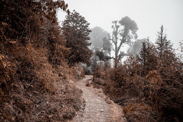 Beautiful path in the park walking in nature