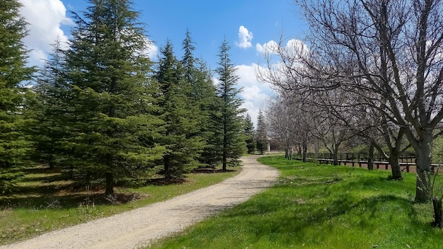 A beautiful path stretching between coniferous trees and deciduous trees