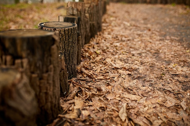 Красивый шаблон для концептуального дизайна осеннего леса Путешествия Концепция образа жизни