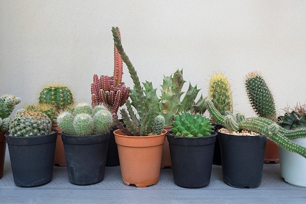 Foto bello di design pattern con cactus