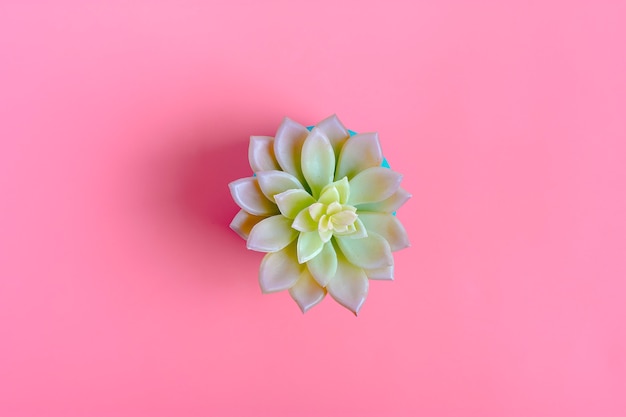 Bello modello del succulente del fiore verde isolato sul fondo di colore rosa