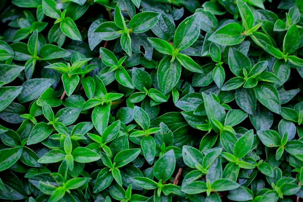 Beautiful Pattern of Leaves and Grass