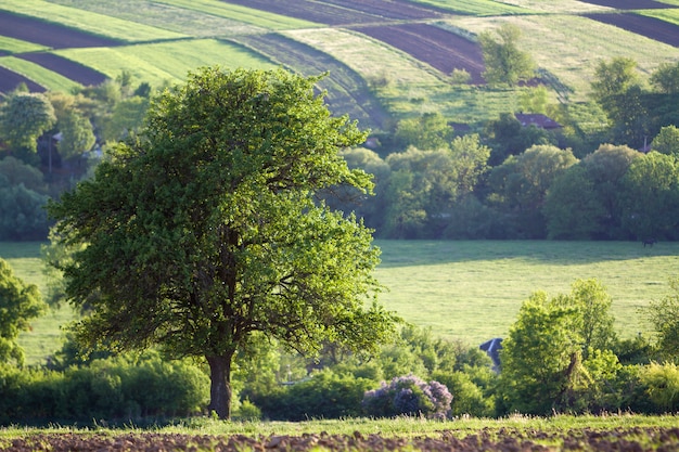 Beautiful peaceful spring wide panorama of green fields stretching to horizon under clear bright blue sky with big green tree on distant hills and village background. Agriculture and farming concept.