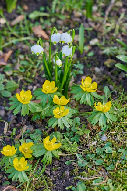 Beautiful peaceful and wild flowers living growth in the beginning of spring Yellow and white colorful blooming plants in natural wet soil in the outdoors Garden plants in the living environment