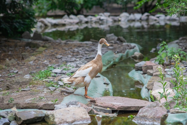 美しい孔雀の鳥は夏に公園や庭で屋外を歩きます