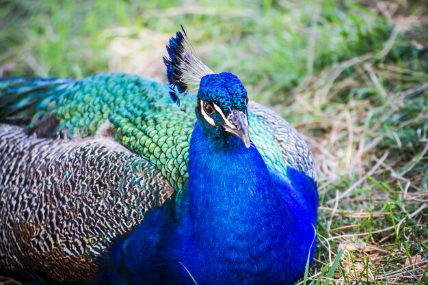 beautiful peacock deep blue