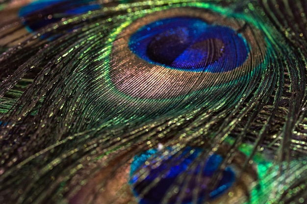 Beautiful peacock feather background Closeup texture