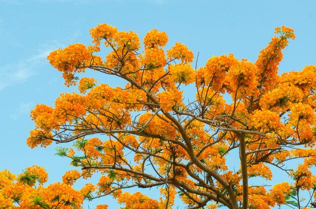 Beautiful peacock flowers with blue sky, Thailand