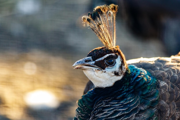 Beautiful peacock head with a tuft