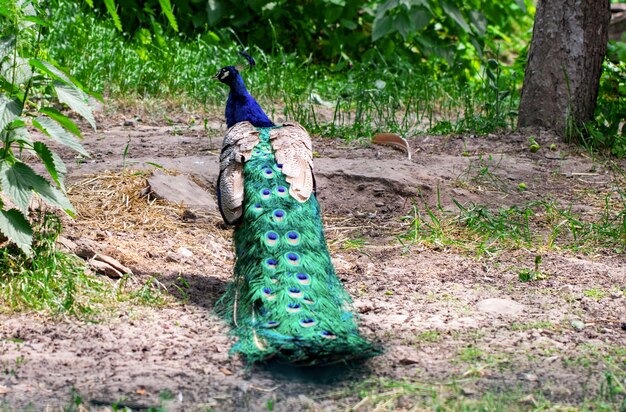 Beautiful peacock in the private garden close up.