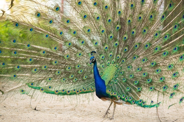 写真 公園pavo cristatusを自由に歩く美しい孔雀