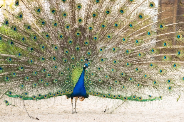 Beautiful peacock walking freely in park Pavo cristatus