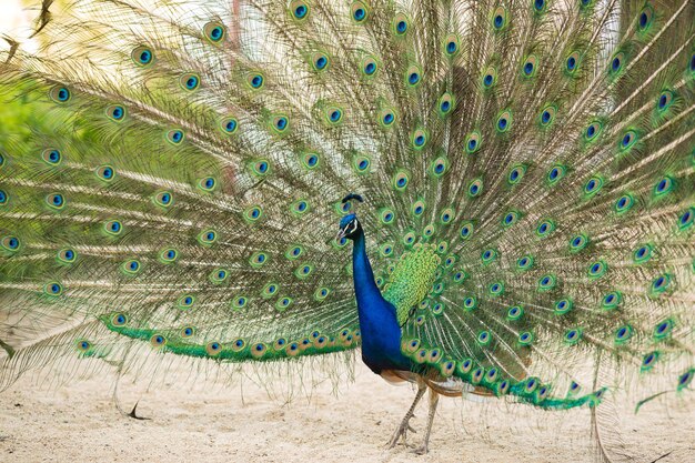 Foto bellissimo pavone che cammina liberamente nel parco pavo cristatus