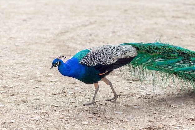 A beautiful peacock with bright feathers walks next to tourists and asks for food