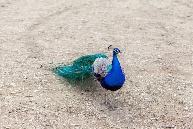 A beautiful peacock with bright feathers walks next to tourists