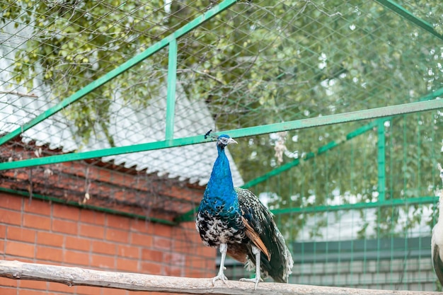 A beautiful peacock with fluffy tail in the zoo