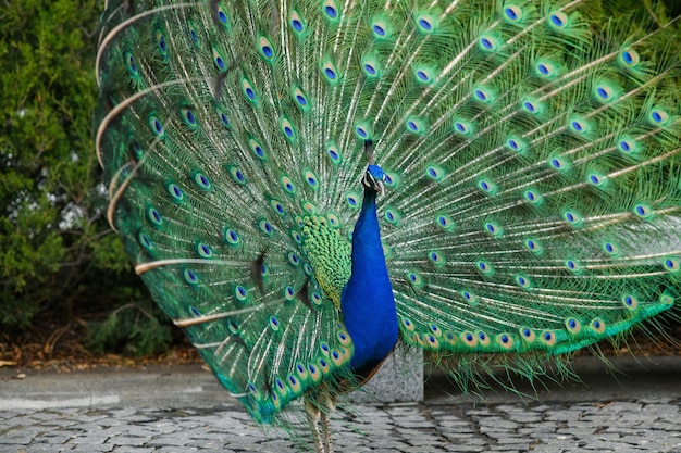 A beautiful peacock with a loose tail in a city park