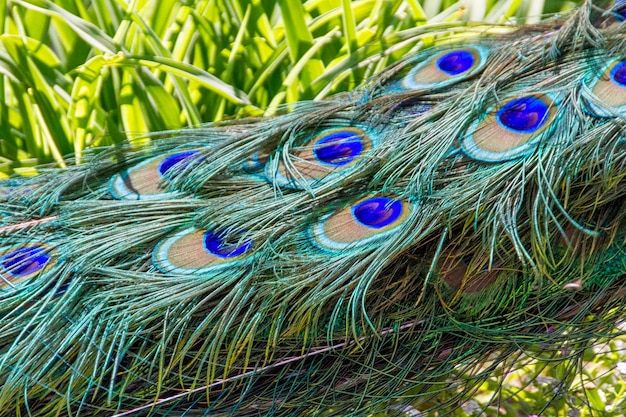 Photo beautiful peacock