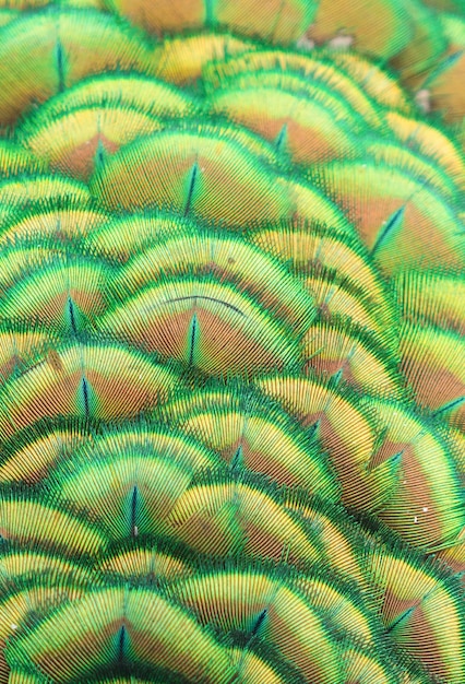 Beautiful peacock