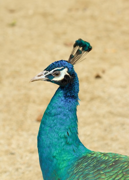 Beautiful peacock