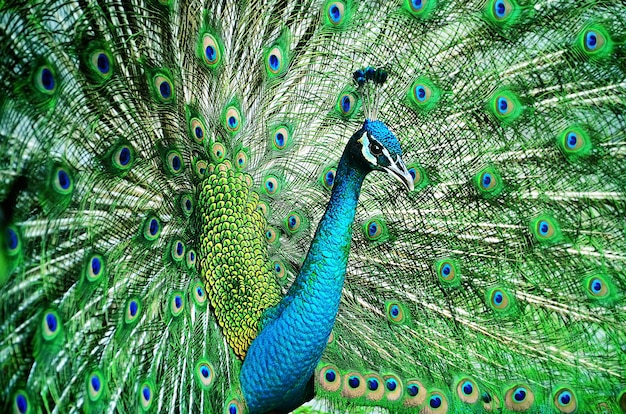 Photo beautiful peacock