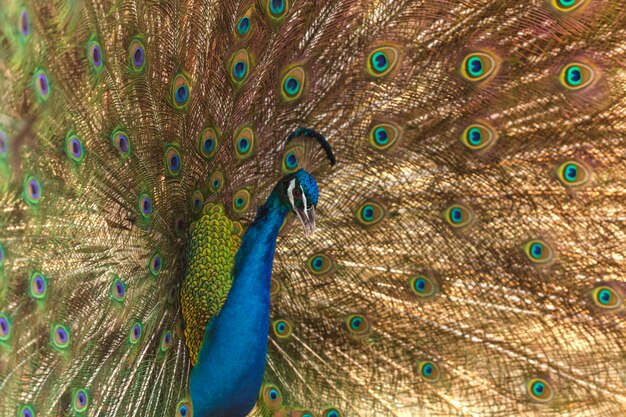 Photo beautiful peacock