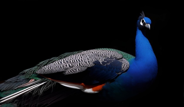 Beautiful peacock