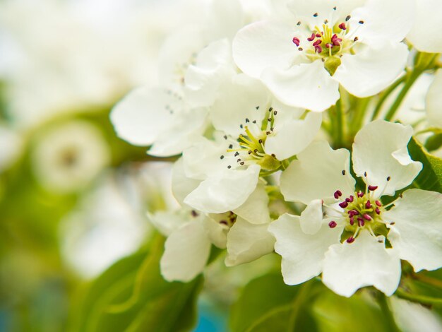 Beautiful pear flowers on a blurred calm background pear\
blossom copy space