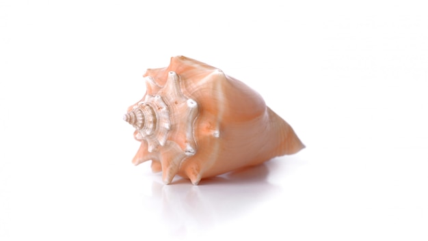 Beautiful pearly seashell isolated 