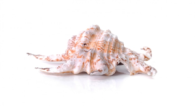 Beautiful pearly seashell isolated 