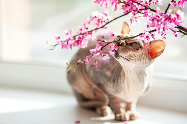 A beautiful pedigreed Sphinx cat sits on a window with pink flowers.