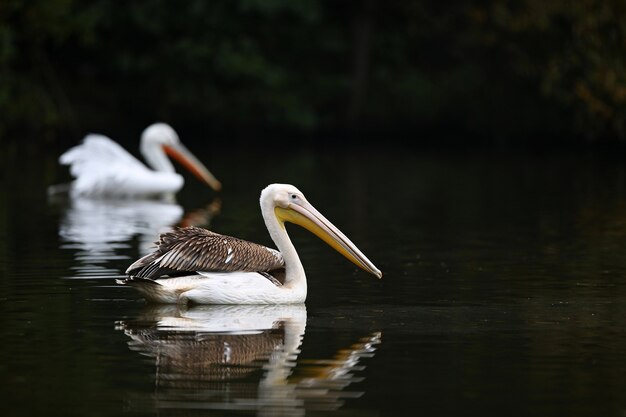 Bellissimi uccelli pellicani sul lago scuro