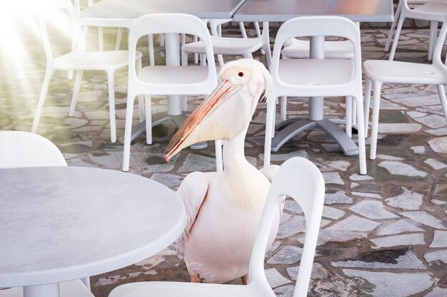 Beautiful pelican in a restaurant cafe on the nature by the sea