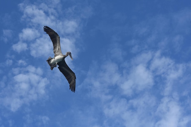 Beautiful pelican with its wings open wide