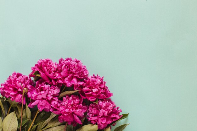 Beautiful peonies on green background