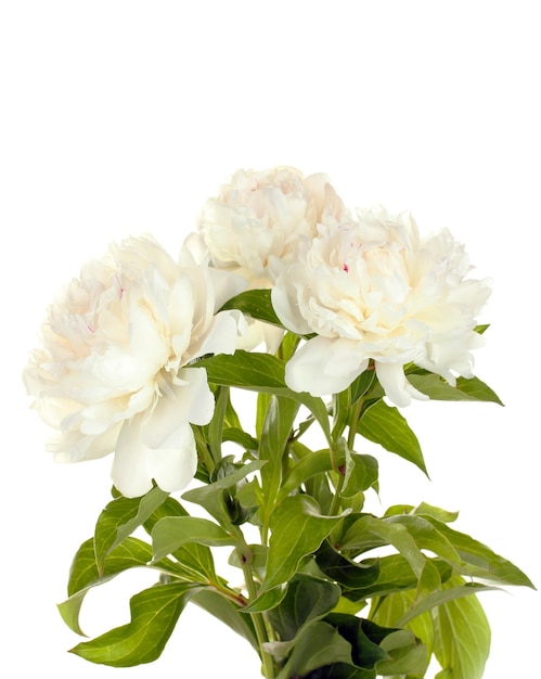 Beautiful peonies isolated on white