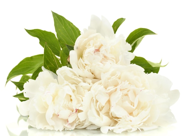 Beautiful peonies isolated on white