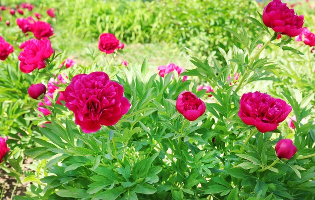 Beautiful peonies in spring garden on sunny day